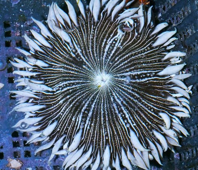 1 Zebra Rock Flower Anemone Large Coral Reef Marine Saltwater