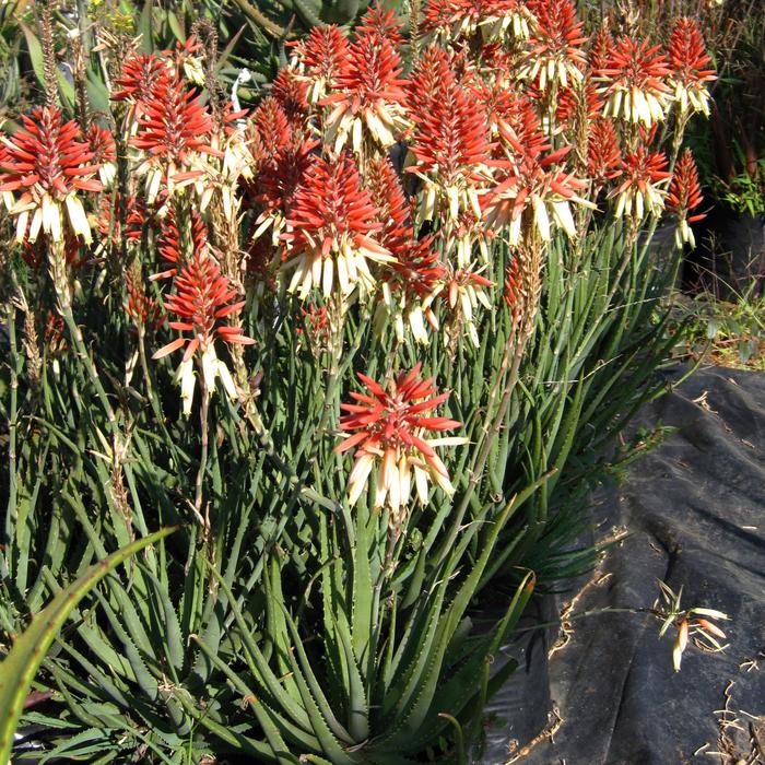 Spider Aloe 1 Gal