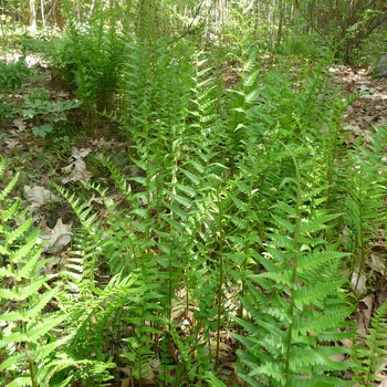 Southern Shield Fern 1 Gal