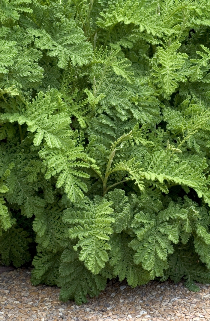 Bald Cypress 3 Gal