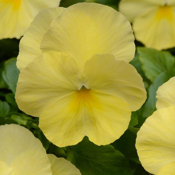 Pansy Cool Wave Violet Wing Quart