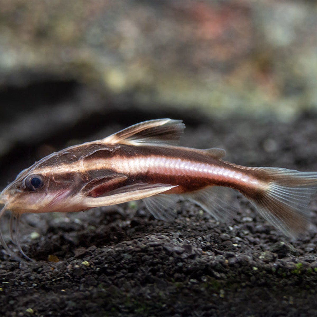 Striped Raphael Catfish