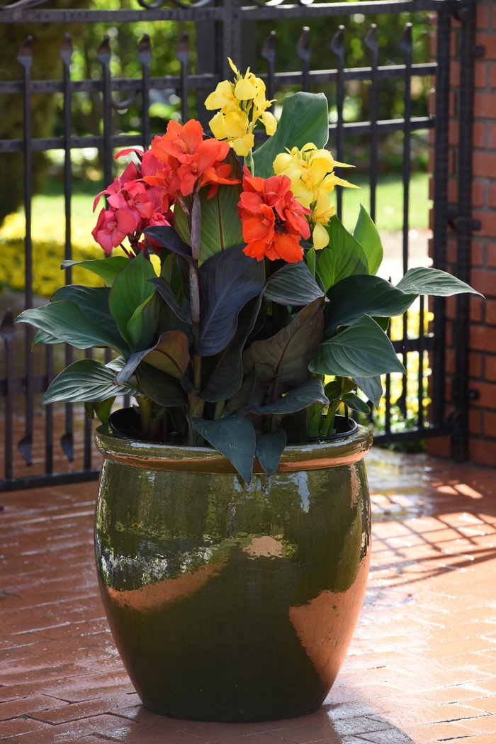 Canna Tropical Bronze Scarlet 2 Gal