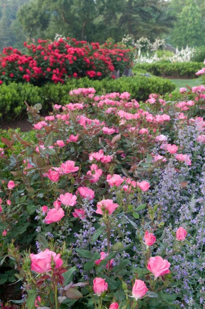 Knock Out Rose Double Pink 2 Gal