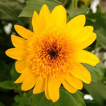 Sunflower Sunfinity Double Yellow 8"