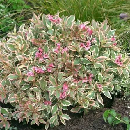 French Lace Weigela, 2 gallon