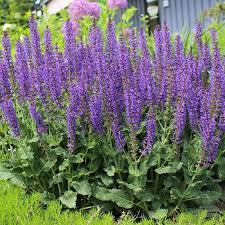 May Night Sage (Salvia)