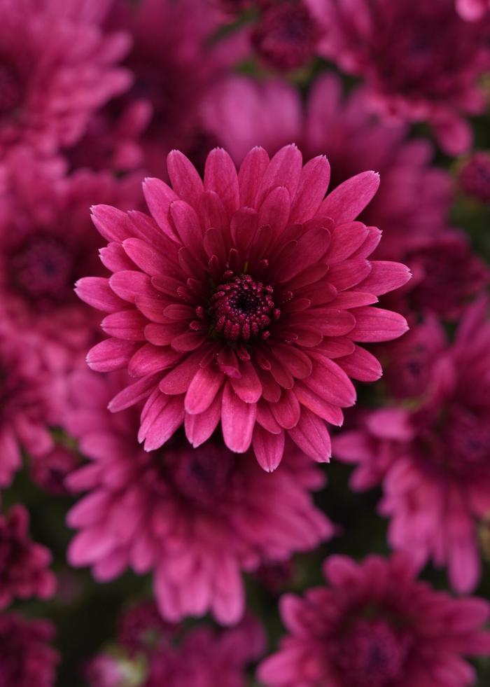 Mum Cosmic Lunar Pink 8"