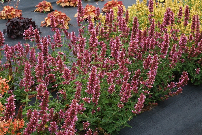 Agastache Poquito Orange 1 Gal