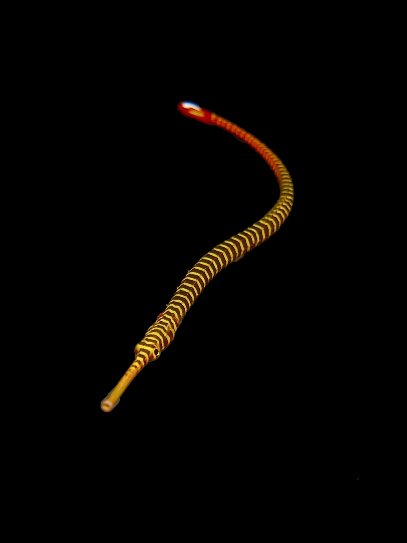 Banded Pipefish