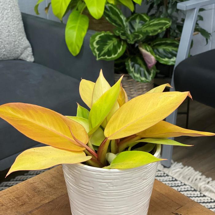 Philodendron Rojo Congo 8"