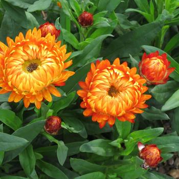 Strawflower Garnvia Harvest Ora 1 Gal