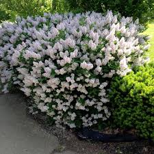 Miss Kim Lilac (Syringa), 3 gallon