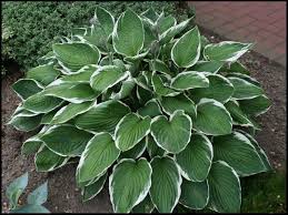 Francee Hosta