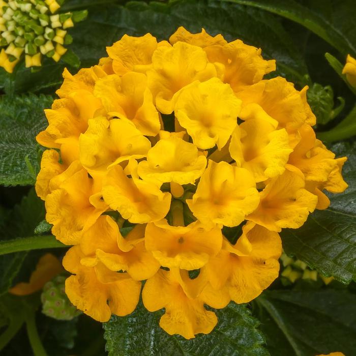 Lantana Bandolista Pink Lemonberry Quart