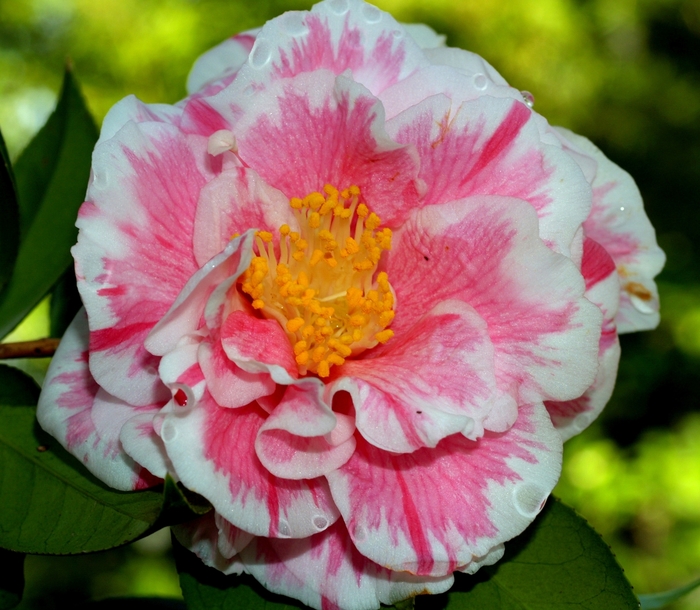 Camellia High Fragrance 7 Gal