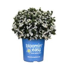 Daisy Duke Gardenia, 2 gallon
