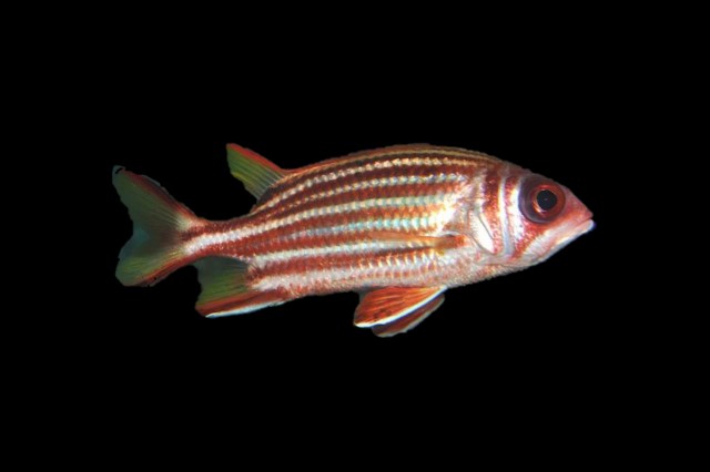 Dark-striped Squirrelfish