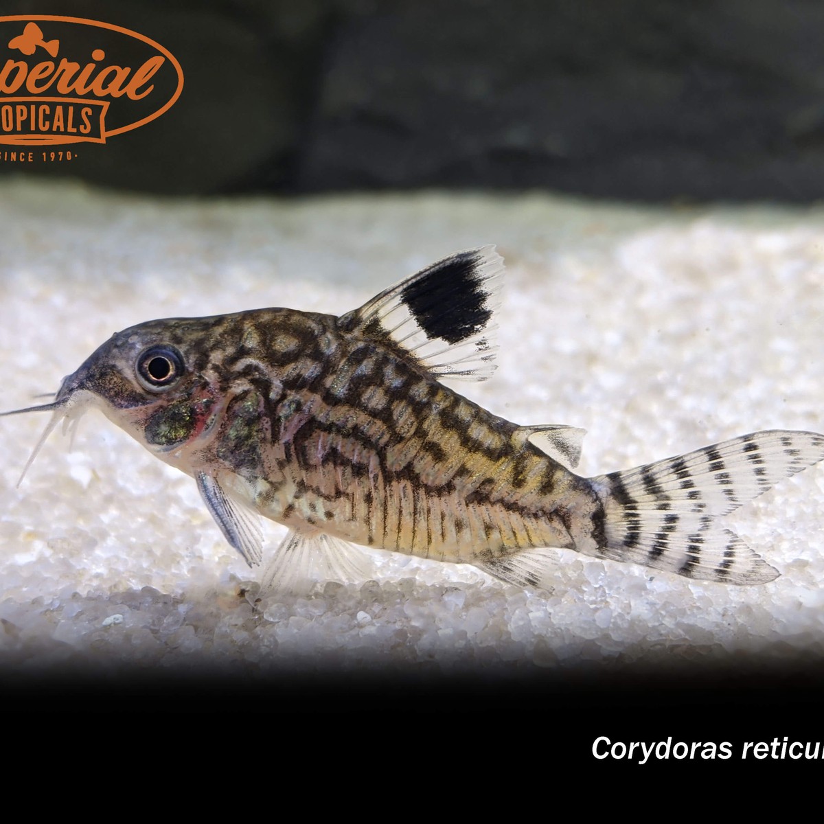 Reticulated Cory