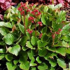 Nova Flame Mukgenia, 1 gallon