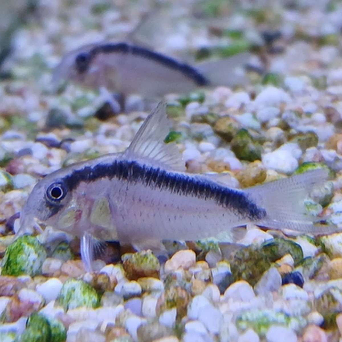 Skunk Cory