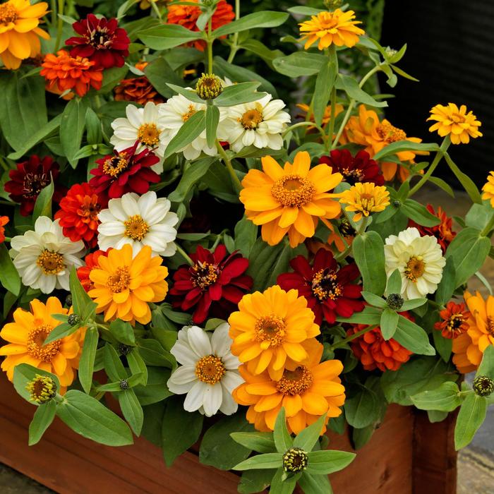 Zinnia Profusion Fire 1 Gal