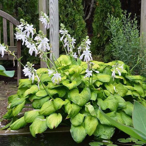 Guacamole Hosta, 1 gallon