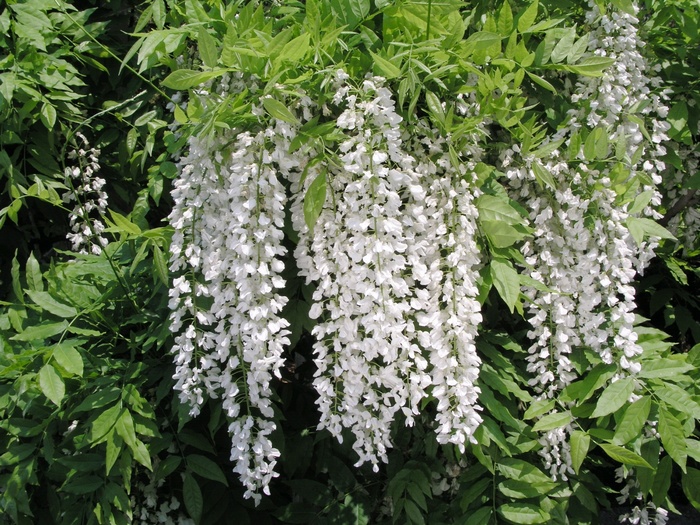 Wisteria Amethyst Falls 5 Gal