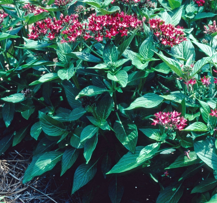 Penta Butterfly Deep Pink Quart
