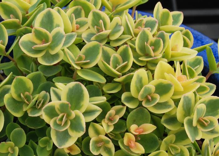 Sedum Sunsparkler Lime Zinger 1 Gal