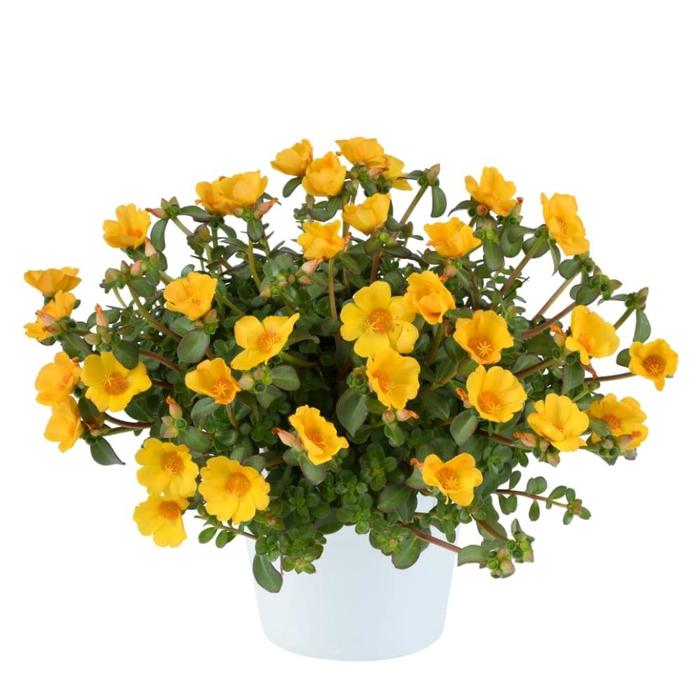 Purslane Pazzaz Nano Yellow 3.5"
