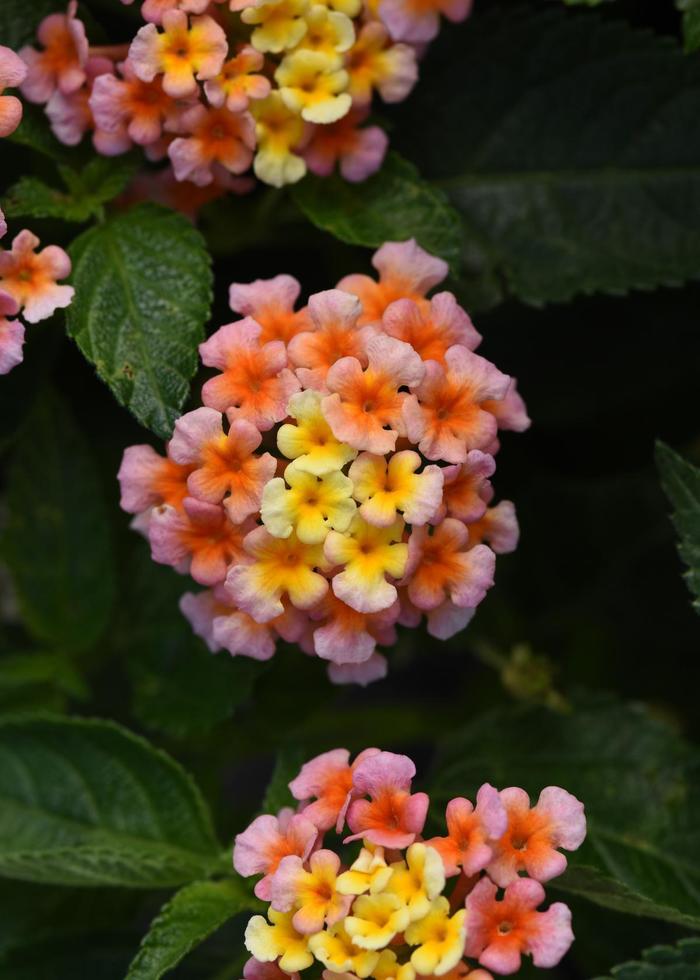 Lantana Lucky Pink Quart