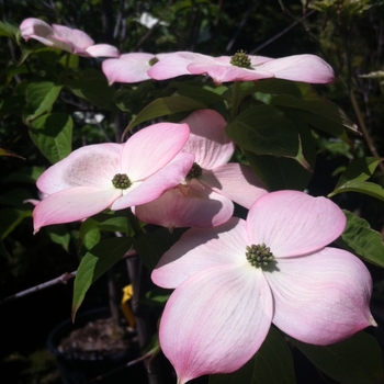 Dogwood Pink 20 Gal 5-6'