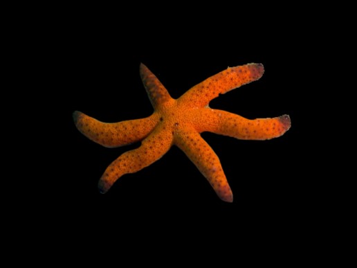 Red Luzon Seastar