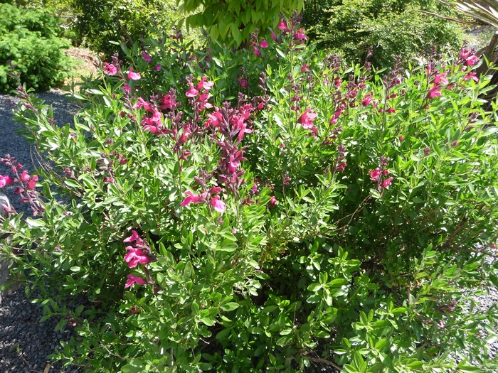 Salvia Greggii Radio Red 1 Gal