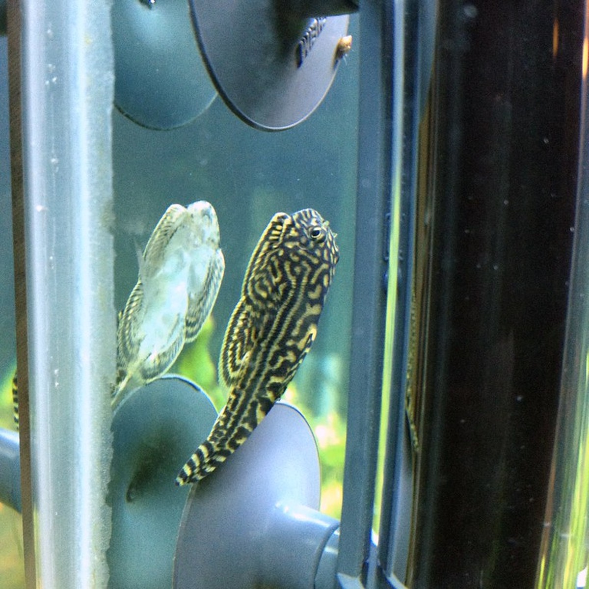 Zebra Hillstream Loach