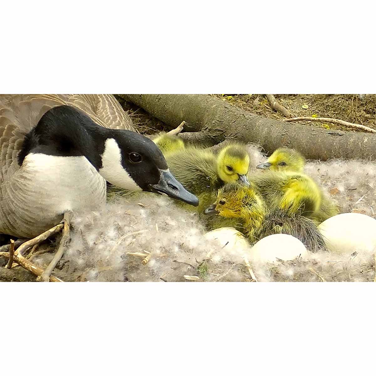 Mother’s Love