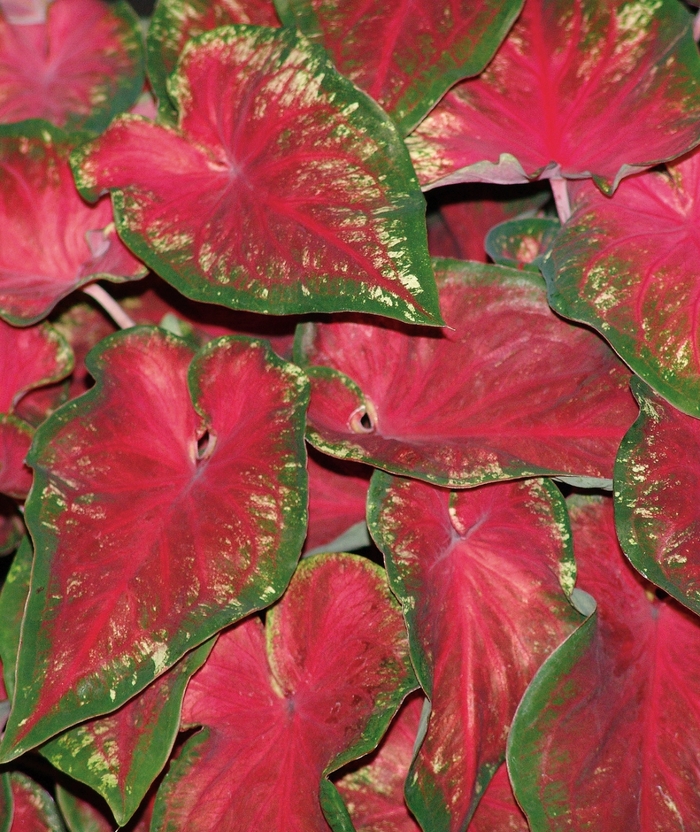 Caladium Heart To Heart Lemon Blush Quart PW
