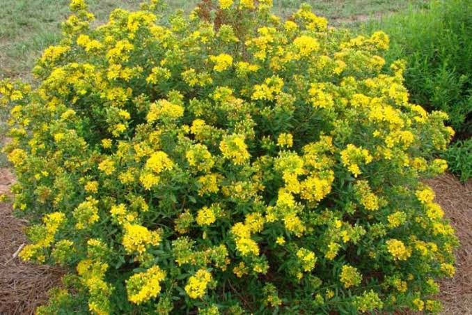 Cobalt-N-Gold St. Johnswort (Hypericum), 3 gallon