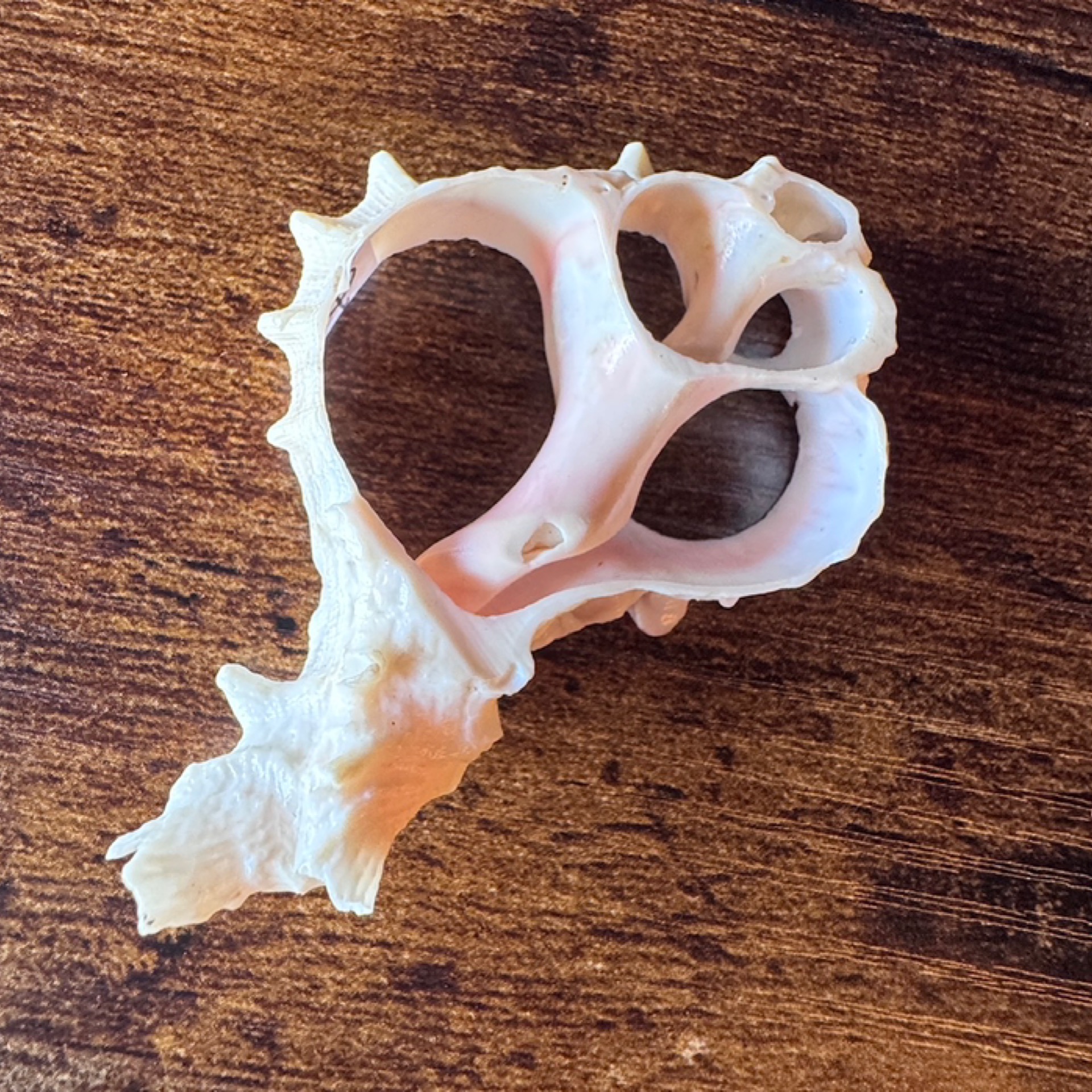 Shell Piece