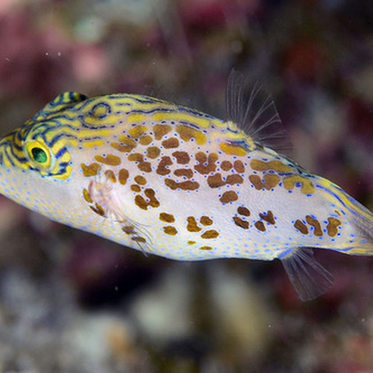 Leopard Puffer