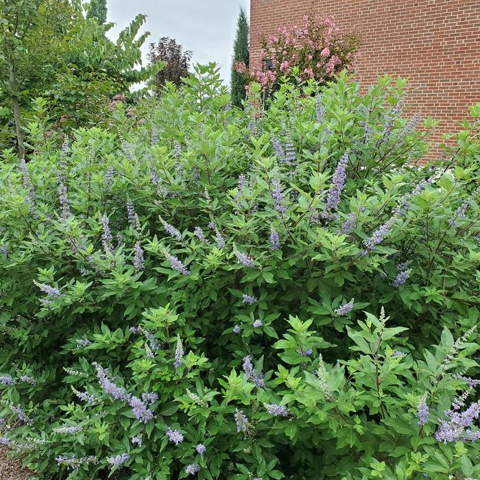 Vitex Agnus-Castus 24" Box