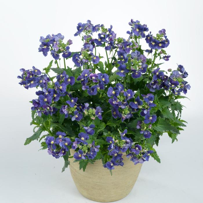Nemesia Nesia Denim 6"