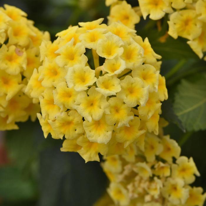Lantana Shamrock White 1 Gal