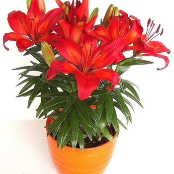 Lily Fantasiatics Red 1 Gal