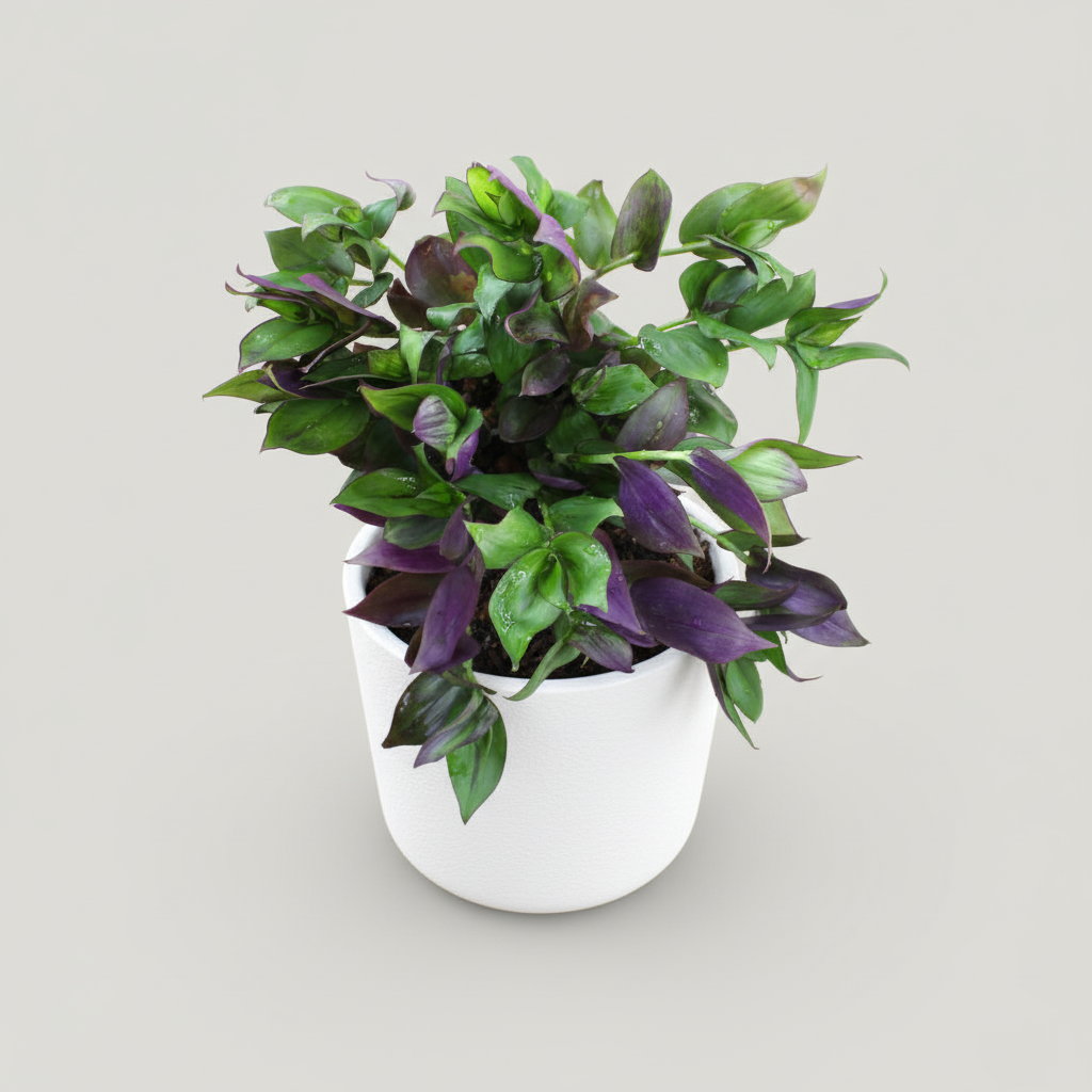 2 xTradescantia Zebrina Flame Dance - Mini Houseplant - Easy Care Hardy