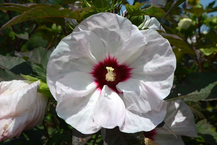 Hardy Hibiscus Dark Mystery 3 Gal