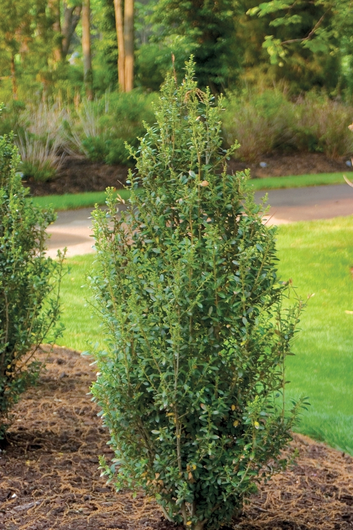 Sky Pencil Holly 1 Gal