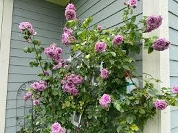 Arborose Quicksilver Climbing Rose, 5 gallon