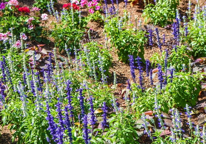 Salvia Deep Ocean 1 Gal